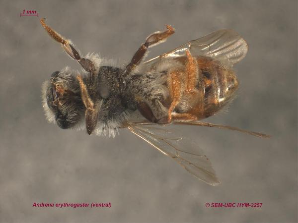 Photo of Andrena erythrogaster by Spencer Entomological Museum